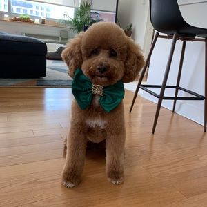 Meet your Posher, Katie